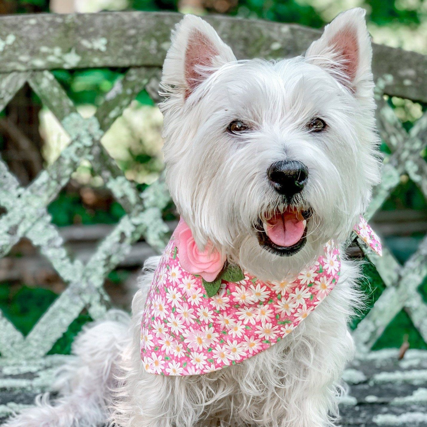 Dog Bandana - Darling Daisies