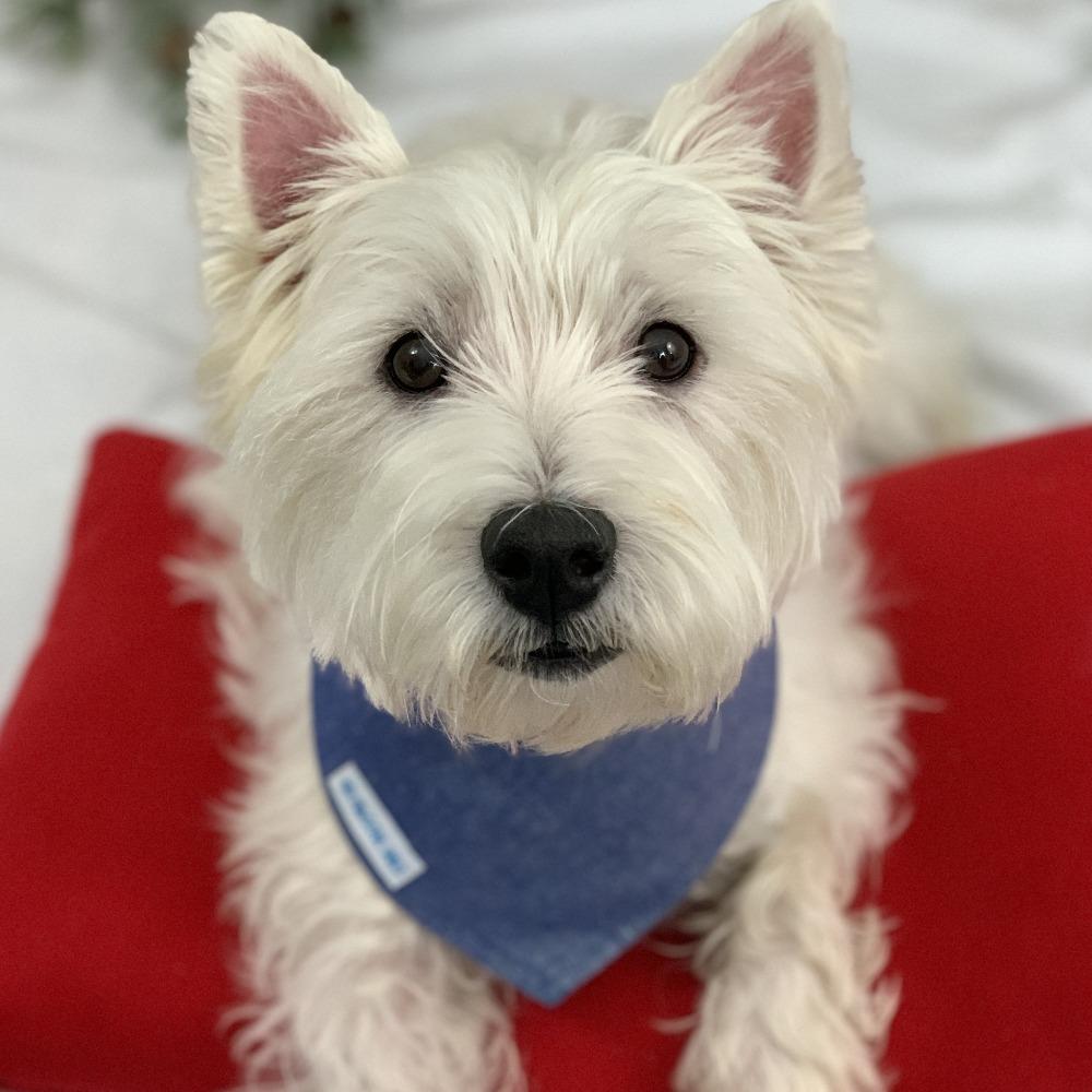 Dog Bandana- Denim Shimmer