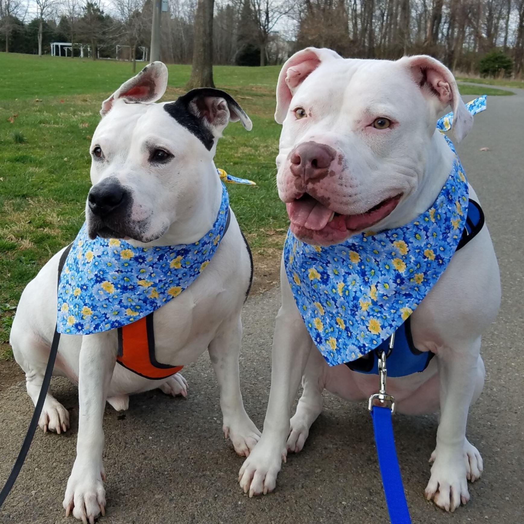 Dog Bandana - Bee Happy