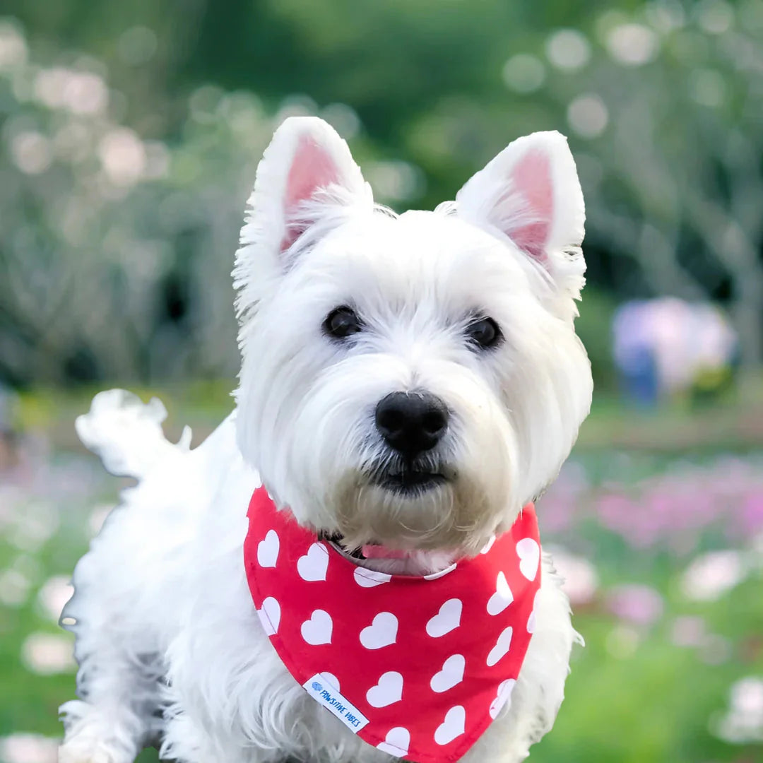 Dog Bandana- Big Hearts