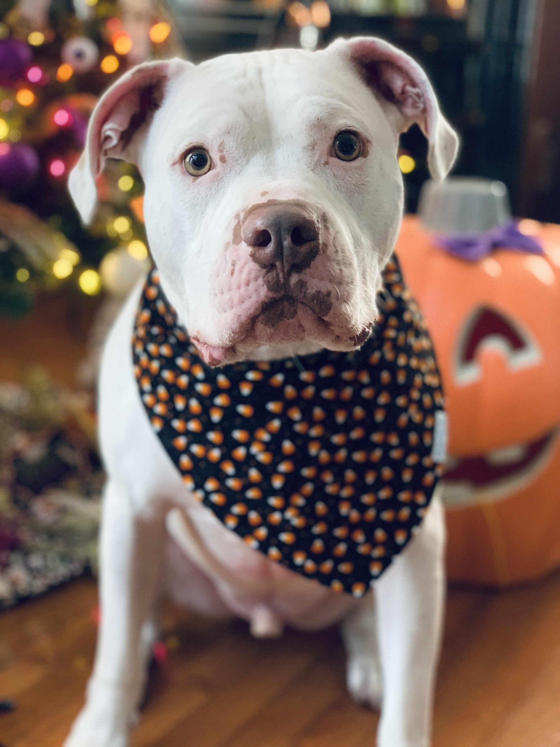 Dog Bandana - Sparkly Corn Candy